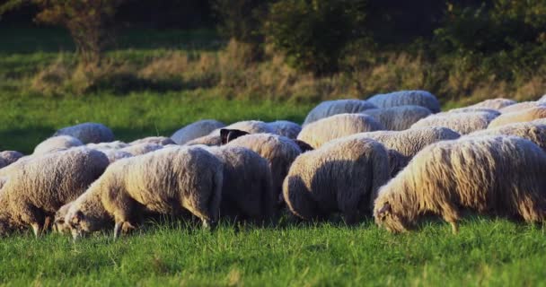 晴れた日に緑の草原を食べる牧場の野原で放牧羊の群れをクローズアップ スローモーション — ストック動画