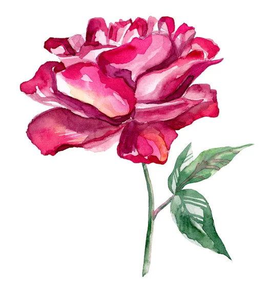 Aquarell handgezeichnete Rose auf weißem Hintergrund. — Stockfoto