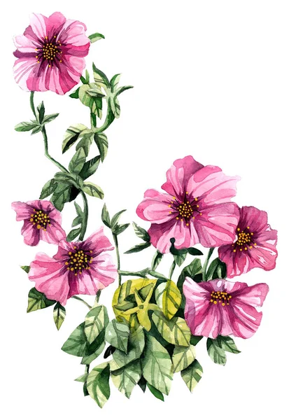 Suluboya el Petunya çiçek boyalı. Romantik arka plan olarak-ebilmek var olmak kullanılmış için düğün davetiye, tebrik kartları