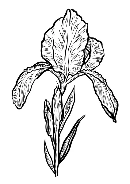 Iris dibujado a mano en vector sobre fondo blanco . — Vector de stock