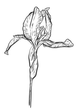 Vektör beyaz zemin üzerine çizilmiş Iris ayarla.