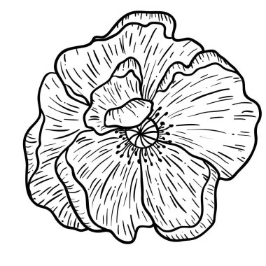 Haşhaş çiçekleri elle çizilmiş. Tasarım amaçlı kullanılabilir. illüstrasyon, vektör - Stok.