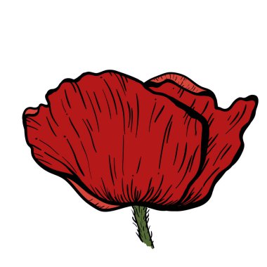 Haşhaş çiçekleri elle çizilmiş. Tasarım amaçlı kullanılabilir. illüstrasyon, vektör - Stok.