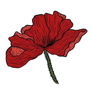 Haşhaş çiçekleri elle çizilmiş. Tasarım amaçlı kullanılabilir. illüstrasyon, vektör - Stok.