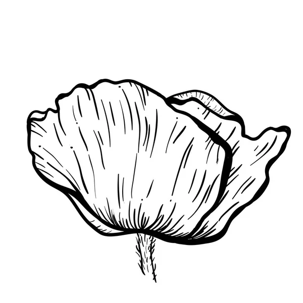 Poppy flowers hand drawn. Can be used in design purpose. illustration, vector - stock. — Stock Vector
