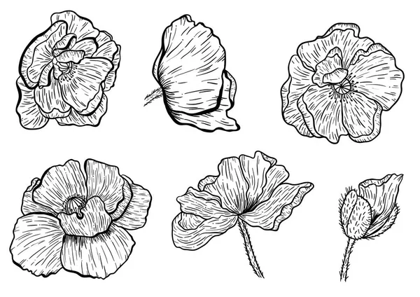 Fiori di papavero disegnati a mano. Può essere utilizzato a scopo di progettazione. illustrazione, vettore - azione . — Vettoriale Stock