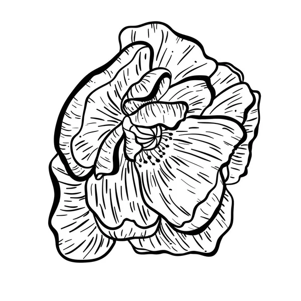 Makové květy ručně kreslené. Lze použít v účel použití. ilustrace, vektor - skladem. — Stockový vektor