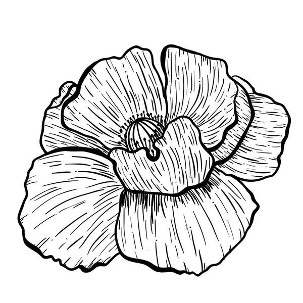 Fleurs de pavot dessinées à la main. Peut être utilisé dans un but de conception. illustration, vecteur - stock . — Image vectorielle