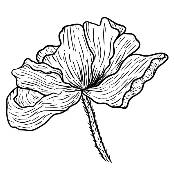 Haşhaş çiçekleri elle çizilmiş. Tasarım amaçlı kullanılabilir. illüstrasyon, vektör - Stok. — Stok Vektör