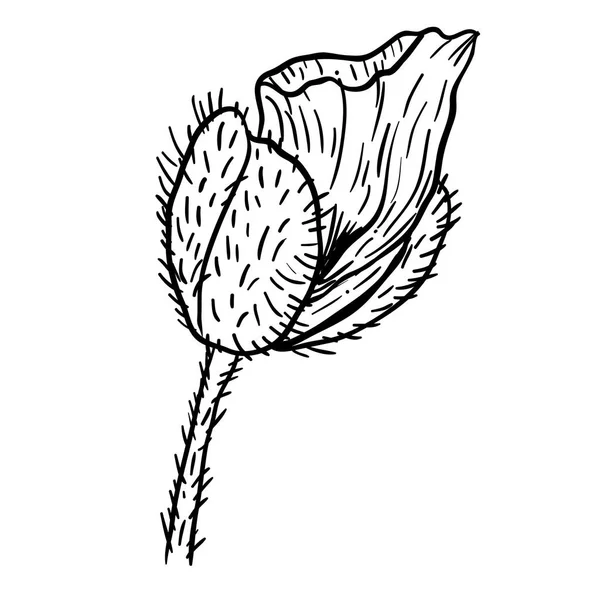 Fiori di papavero disegnati a mano. Può essere utilizzato a scopo di progettazione. illustrazione, vettore - azione . — Vettoriale Stock