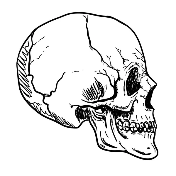 人間の頭蓋骨のベクター アートです。手描きイラスト. — ストックベクタ