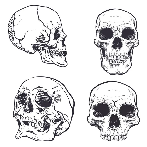 Human Skull Vector Art. Hand drawn illustration. — Stock Vector