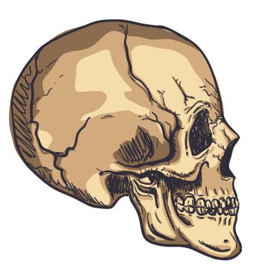 İnsan kafatası vektör sanat. Ayrıntılı el illüstrasyon kafatası arka plan üzerinde çekilmiş. Stil kafatası sanat dövme. Grunge illüstrasyon yıpranmış. Baskı tasarımı.