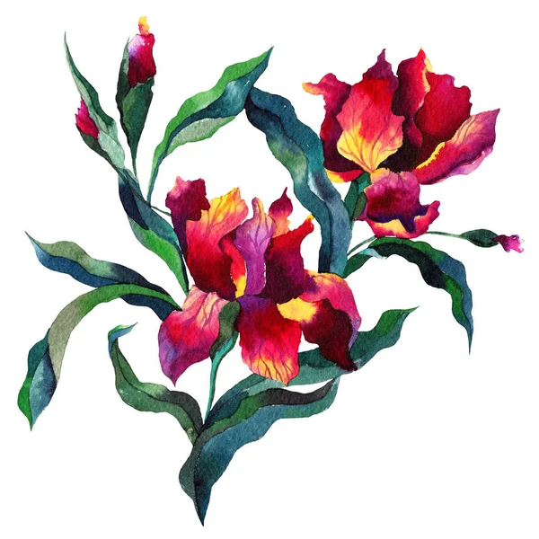 Csokor iris virágokkal, botanikai kézzel rajzolt akvarell Aquarelle illusztráció — Stock Fotó