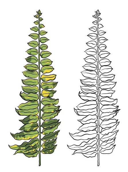 Feuille tropicale. Illustration botanique dessinée à la main sur fond blanc . — Image vectorielle