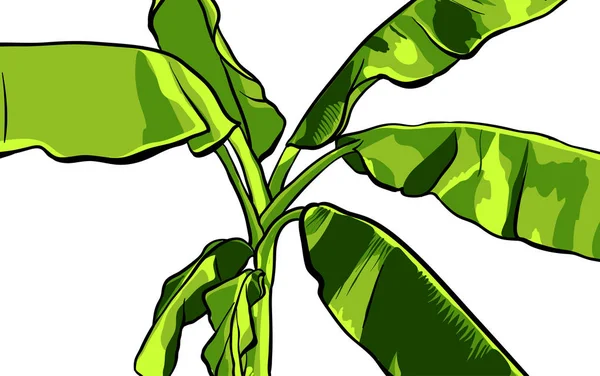 Illustration de palmier bananier. Conception vectorielle éléments isolés sur le fond blanc . — Image vectorielle