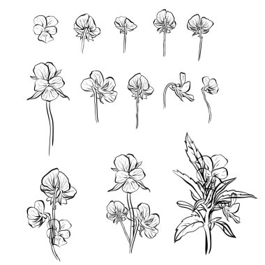 Violet unutma beni çiçekli vektör illüstrasyon seti.