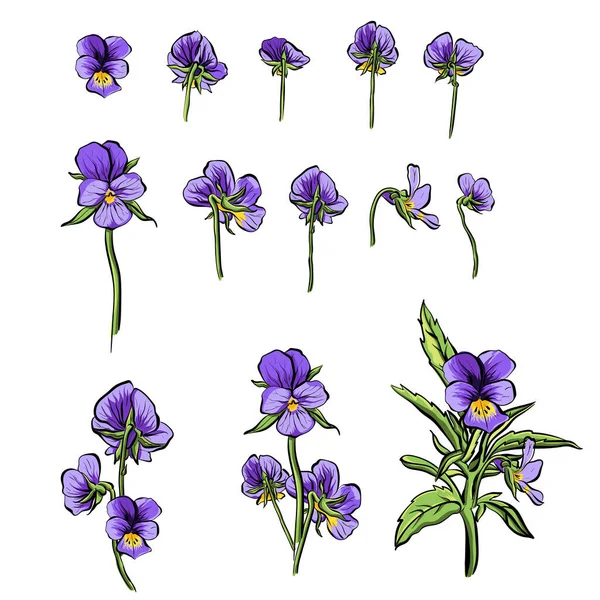 Viola forget-me-nots fiore vettore illustrazione colection set. — Vettoriale Stock