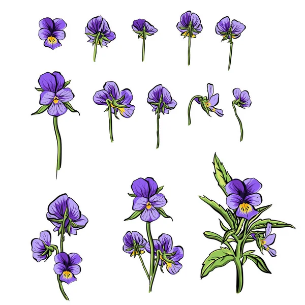 Violet forget-me-nots Blumen-Vektor-Illustration Sammlungsset. — Stockvektor