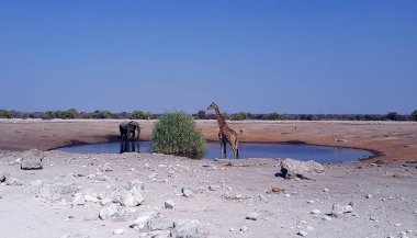 Bir sulama yerinde fil ve zürafa