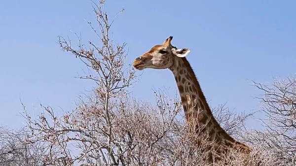 Żyrafa Afrykańskiej Sawanny — Zdjęcie stockowe