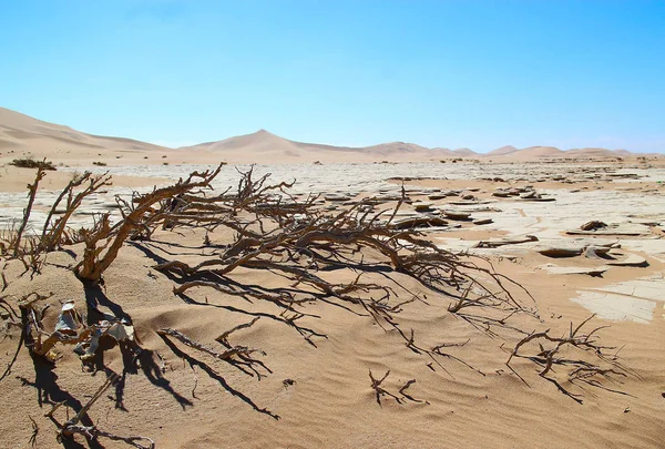 Planten Woestijn — Stockfoto
