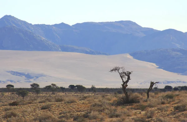 Lonely Tree Middle Nowhere — Stock Photo, Image