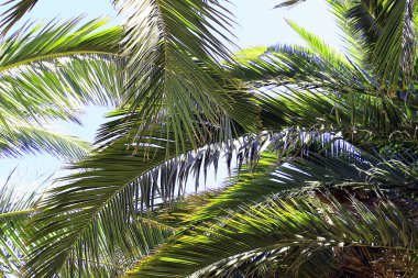 gün ışığında palmiye dalı ve gökyüzü