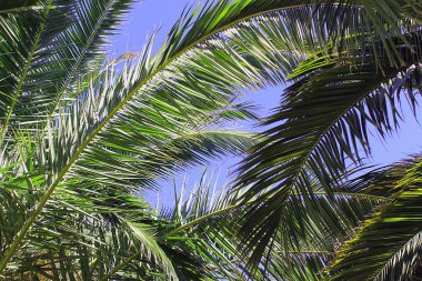 gün ışığında palmiye dalı ve gökyüzü