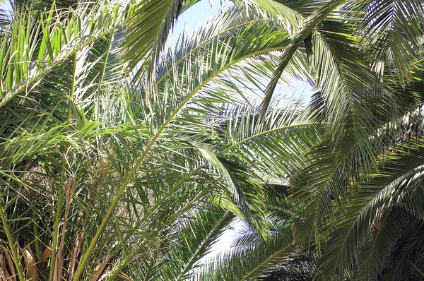 Palm Branch Och Sky Sunshine Day — Stockfoto