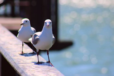 2 kral martı korkuluküzerinde oturur. Güney Afrika 
