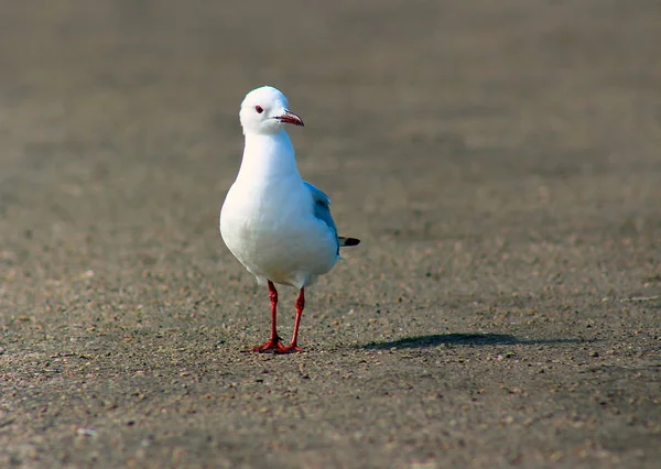 King Gulls Sit Ground South Africa — Stock Photo, Image