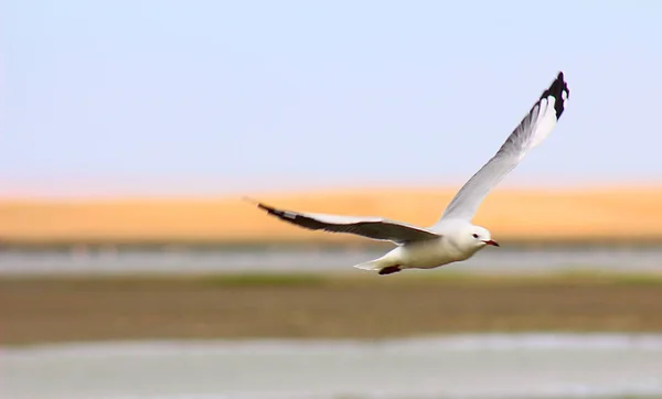 Eine Königsmöwe Fliegt Über Das Meer Südafrika — Stockfoto
