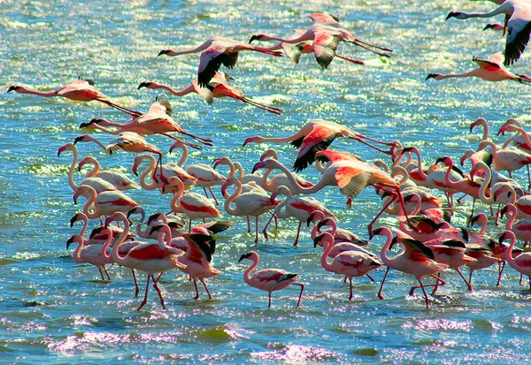 Belos Flamingos Rosados Africanos Voam Sobre Mar — Fotografia de Stock