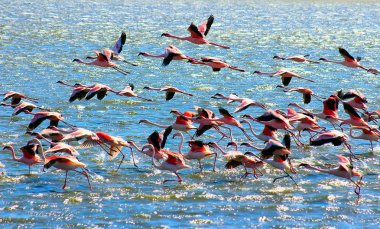 Güzel Afrika pembe flamingoları denizin üzerinde uçar
