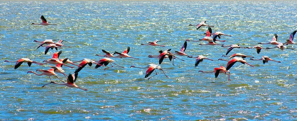 Красивые Африканские Розовые Фламинго Летят Над Морем — стоковое фото