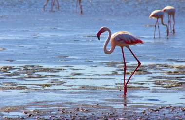 yalnız flamingo lagün ile yürür