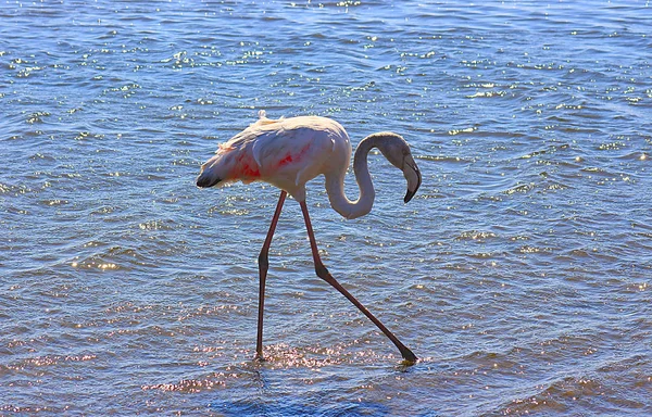 Einsamer Flamingo Wandert Durch Die Lagune — Stockfoto