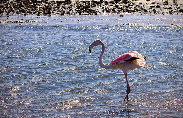 Eenzame Flamingo Loopt Door Lagune — Stockfoto