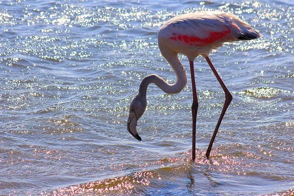 Eenzame Flamingo Loopt Door Lagune — Stockfoto