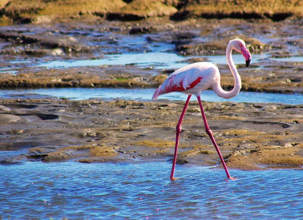 Solitario Flamenco Pasea Por Laguna — Foto de Stock