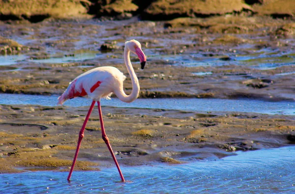 Eenzame Flamingo Loopt Door Lagune — Stockfoto