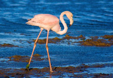 yalnız flamingo lagün ile yürür