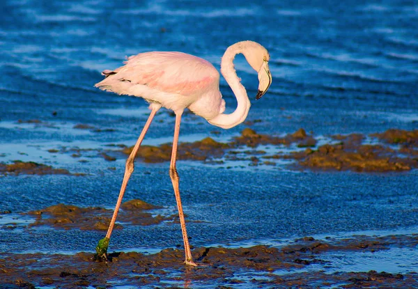 Lonely Flamingo Går Genom Lagunen — Stockfoto