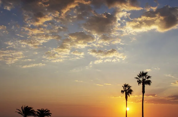 Palm Trees Colorful Sky Beautiful Sunset — Stock Photo, Image