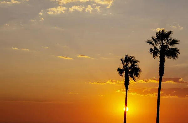 Palm Trees Colorful Sky Beautiful Sunset — Stock Photo, Image