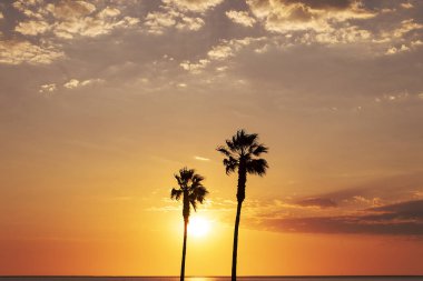 Palmiye ağaçları ve güzel günbatımı olan renkli gökyüzü. 