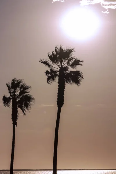 Palmeras Cielo Colorido Con Hermosa Puesta Sol —  Fotos de Stock