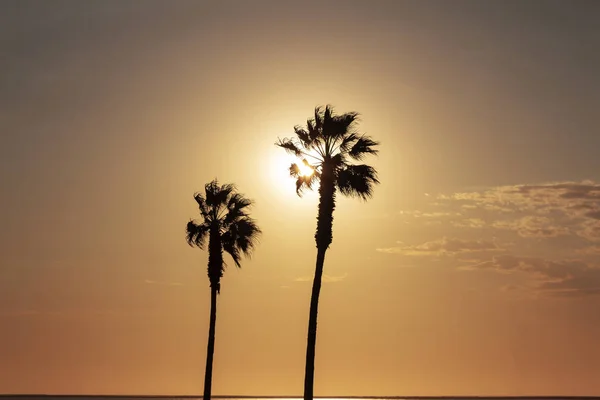 Palm Trees Colorful Sky Beautiful Sunset — Stock Photo, Image