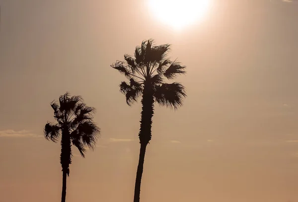 Palm Trees Colorful Sky Beautiful Sunset — Stock Photo, Image